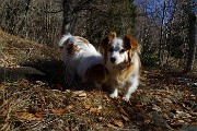 14 Le cagnoline sorelline